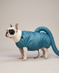 French Bulldog wearing the teal-blue drying jacket with its flexible hose curving out from the back